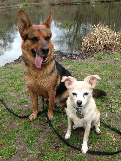 lesbian dog|Lesbians and their dogs .